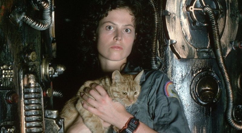 Six Of The Best: Cats On Film